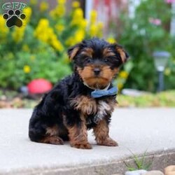 Bear/Yorkie									Puppy/Male	/11 Weeks,Hi, my name is Bear, and I’m an adorable little Yorkshire Terrier puppy with a big personality packed into my tiny size! I love spending my days playing with toys, exploring everything around me, and then curling up beside my favorite people for lots of cuddles. I’m a happy, affectionate little guy who enjoys making new friends and would love nothing more than to become your loyal companion. Whether we’re going on adventures together or relaxing at home, I’ll be right by your side with my sweet nature and loving heart.