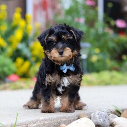 Charlie/Yorkie Poo									Puppy/Male	/11 Weeks,Hi, my name is Charlie, and I’m an adorable little Yorkie Poo puppy with a big personality packed into my tiny size! I love spending my days playing with toys, exploring everything around me, and then curling up beside my favorite people for lots of cuddles. I’m a happy, affectionate little guy who enjoys making new friends and would love nothing more than to become your loyal companion. Whether we’re going on adventures together or relaxing at home, I’ll be right by your side with my sweet nature and loving heart.