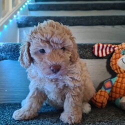 Adopt a dog:Absolutely stunning f1 poodle pups /Poodle/Female/Sex: Mixed Litter,Mam is a small miniature poodle and dad is a toy poodle. They are both our family pets and both can be seen anytime with the pups when viewing etc Bella (mam) had a litter of 4 which are 2 boys and 2 girls they are very loving and playfully will be microchiped and first injection done upon collection on the 24th july and wormed and flead to date thanks for looking and any enquiries welcome £100 non refundable deposit required to secure your furbaby photo of mam and dad in last photo it won't let me upload videos but can be sent on request. delivery can be available for a small fee within distance thankyou