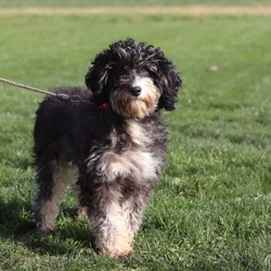Jewel/Mini Bernedoodle									Puppy/Female	/7 Weeks,Hi, my name is Jewel, and I’m an absolutely adorable Mini Bernedoodle puppy ready to bring lots of sunshine, love, and happiness into my forever home! I’m a sweet and playful little companion who loves exploring, making new memories, and being part of all the fun adventures life brings. I have a gentle nature, a happy spirit, and a lovable personality that makes every day brighter. With my soft, fluffy coat, precious puppy eyes, and charming Mini Bernedoodle looks, I’m the perfect little bundle of joy to celebrate summer days with. I can’t wait to fill my forever family’s life with love, laughter, puppy snuggles, and lots of unforgettable moments!