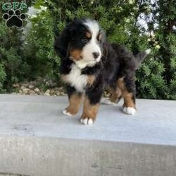 Samson/Bernese Mountain Dog									Puppy/Male	/9 Weeks,Meet our Bernese Mountain Dog Puppies! They are developing wonderful temperaments. They are around kids daily to interact with, so they are very well socialized. When traveling home they come with a AKC registration,1 year health guarantee, health certificate, vaccination record, microchipped, food and a blanket. They are up to date on all vaccinations and de wormings. Both parents are healthy. Dad is Health tested clear. 
