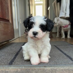 Bichon Frise cross Yorkshire Terrier puppies /Bichon Frise/Female/Sex: Mixed Litter,We have 5 beautiful Bichon Frise cross Yorkshire Terrier puppies looking for their forever homes.