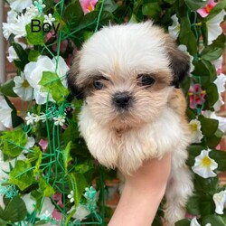  Gorgeous Imperial Shihtzu/Shih Tzu/Female/Sex: Mixed Litter,Only 3 boys left Beautiful 2 girls nd 3 boys looking for there foreva homes they are ready to leave on the 29th of June puppies will be wormed and microchipped the puppies r outstanding playful and are use to kids and r using puppy pads nd eating puppy food only the best homes please 