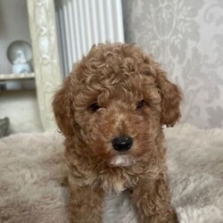 Adopt a dog:miniature poodle /Miniature Poodle/Female/Sex: Male,READY TO GO IN 2 DAYS! boy miniature poodle puppy. here i have a very handsome cuddly and loving boy miniature poodle. he was born 13th of may 2026 and is ready to go to his forever home on the 8th of july 2026. he will have his first injection, microchip and health check. his mummy is an amazing pet and a even more amazing mother to her puppy’s. He has one brother and two sister who have already found their forever home. he is very calm and loves cuddles. he is an apricot colour and has lovley curls. his mum is a miniature poodle and his dad is also a miniature poodle. if you have any inquiries or would like more photos/ videos please feel free to message. i will require a £100 non-refundable for your puppy and the rest of the payment on the day of collection.