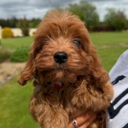 Cavapoo pups for sale/Cavapoo/Female/Sex: Mixed Litter,4 gorgeous Cavapoo pups ready for a new adventure. Pups have been vaccinated and microchipped and vet checked and are perfectly healthy. Mum can be seen in picture she is a ruby cavalier and dad is a red toy poodle. 