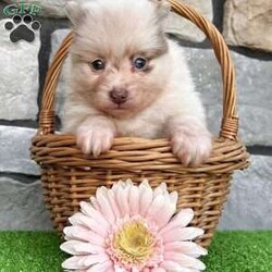Sugar/Pomeranian									Puppy/Female	/8 Weeks,Hi, I’m Sugar! I’m a gorgeous AKC Registered Pomeranian girl with a rare lavender merle coat, stunning blue-green eyes, and a cute brown nose that makes me extra special! My thick, fluffy coat and beautiful markings are sure to turn heads everywhere I go. I may be tiny, but I’m packed with personality! I’m sweet, loving, and always ready for cuddles, playtime, and making new friends. If you’re looking for a loyal companion with looks and charm, I might be the perfect little girl for you! I’m up to date on all my shots and dewormings, have been microchipped, and come with a health guarantee for your peace of mind. No matter where you live, delivery is available right to your door in most areas, making it easy for me to join my forever family. Contact today: I can’t wait to fill your home with love, laughter, and lots of puppy kisses! Love, Sugar Your sweet little lavender merle princess!