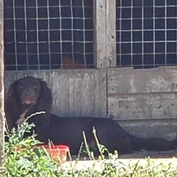 Cocker spaniels /Cocker Spaniel/Female/Sex: Female,I have 4 girls chocolate white tricolour black white tricolour will be microchipped flead wormed good homes only 