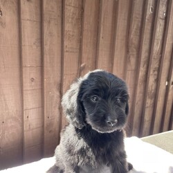 Beautiful Cocker poo/Cockapoo/Female/Sex: Mixed Litter,we have a beautiful litter of cockapoo puppies waiting for there for homes we have  three  girls Mum and dad-can both be seen. They are family pets  puppies will be microchip  wormed    and treated for fleas They are very friendly and very playful. Used to all household noises and children and cats if you would like any more information, please contact us.