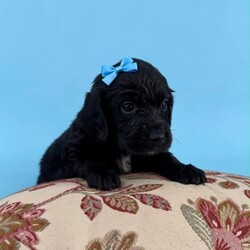 Show cocker x jack Russel (cocker jacks)/Cocker Spaniel/Female/Sex: Mixed Litter,Our lovely Mia show cocker spaniel had a litter of cocker jacks, 7 boys and 1 girl.. mixture of colours, sizes and coats.. 