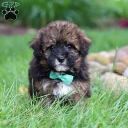 Frankie/Havapoo									Puppy/Male	/10 Weeks,Meet Frankie, a sweet Havapoo! He’s full of energy, curiosity, and unconditional love, always ready to explore, chase toys, and discover something new. When the day winds down, he’s happiest curled up close, soaking in every cuddle with his gentle and affectionate nature. His small size makes him an excellent companion, offering the perfect blend of fun, loyalty, and charm. He’ll make a wonderful companion for families, singles, or anyone looking for a loving little friend.