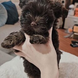 2 Chocolate Yorkshire Terrier Puppies boys/Yorkshire Terrier/Female/Sex: Male,Beautiful Chocolate Yorkshire Terrier Puppies – Ready for change home 18 may