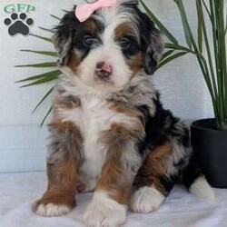 Annie/Mini Bernedoodle									Puppy/Female	/8 Weeks,Hello everyone! Meet our precious little girl, Annie. She is a beautiful F1 blue-merle mini bernedoodle with a very beautiful coat of soft wavy hair! Her coat is a very unique color of blue! Annie has a very sweet temperament andis very well socialized! She is very playful and is sure to make the perfect companion to anyone giving her a loving home! Annie would make the perfect companion to go on walks with or if you are looking for someone to snuggle up on the couch with she is always up for that as well! Annie will be available to go home on July 7th..