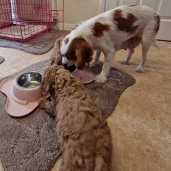 Cavapoo Puppies /Cavapoo/Female/Sex: Mixed Litter,Cavapoo Puppies boys and girls available.  Mum is our Blenheim Cavalier King Charles and Dad is our miniature Poodle both parent's healthy and good natured.  Puppies will be Vet checked vaccinated and microchiped before going to their new homes.  Lovely wee Puppies used to children and other dogs.  A deposit of £100 will secure your chosen puppy.  Genuine Enquiries Only.  