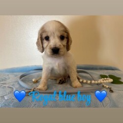 Kc reg vet checked show Cockers/Cocker Spaniel/Female/Sex: Mixed Litter,TAKING VEIWINGS NOW Our Sable show type cocker spaniel Lili (KC Reg / Health Tested) has had 9 beautiful show cocker spaniel puppies that are looking for their forever homes. Mum has an amazing temperament and pedigree (family pet). Ralph (Daddy) KC Reg GPRA / CPRA & FN Clear Sable (Chocolate Sable) Show Type Cocker Spaniel who is also a very laid back, gentle and fantastic pedigree.