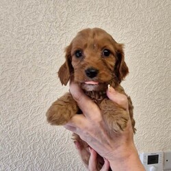 Cavapoo Puppies /Cavapoo/Female/Sex: Mixed Litter,Cavapoo Puppies boys and girls available.  Mum is our Blenheim Cavalier King Charles and Dad is our miniature Poodle both parent's healthy and good natured.  Puppies will be Vet checked vaccinated and microchiped before going to their new homes.  Lovely wee Puppies used to children and other dogs.  A deposit of £100 will secure your chosen puppy.  Genuine Enquiries Only.  
