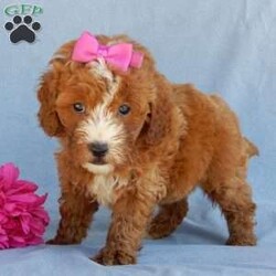 Jane/Mini Goldendoodle									Puppy/Female	/8 Weeks,Prepare to fall in love!! Look no further! My name is Jane and I’m the sweetest F1b mini goldendoodle! One look into my warm, loving eyes and at my super soft fluffy coat and I’ll be sure to have captured your heart already! I’m very happy, playful and very kid friendly and I would love to fill your home with all my puppy love!! I have a very sweet personality, and I love giving kisses. I stand out above the rest with my sweet, loving personality and my beautiful red coat with white markings! I will come to you vet checked and up to date on all vaccinations and dewormings . I come with a 1-year guarantee with the option of extending it to a 3-year guarantee and shipping is available! My mother is Jody, our sweet and loving 32# F1 mini Goldendoodle and my father is Atlas, a 16# AKC genetic clear red Poodle with a great personality! Both of my parents are very sweet and kid friendly which will make me the same!! I will grow to approx. 18-25# and I will be hypoallergenic and non shedding!!!… Why wait when you know I’m the one for you? Call or text Martha to make me the newest addition to your family and get ready to spend a lifetime of tail wagging fun with me! (7% sales tax on in home pickups) 