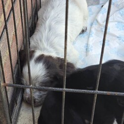 Cocker spaniels /Cocker Spaniel/Female/Sex: Female,I have 4 girls chocolate white tricolour black white tricolour will be microchipped flead wormed good homes only 