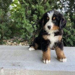Samson/Bernese Mountain Dog									Puppy/Male	/9 Weeks,Meet our Bernese Mountain Dog Puppies! They are developing wonderful temperaments. They are around kids daily to interact with, so they are very well socialized. When traveling home they come with a AKC registration,1 year health guarantee, health certificate, vaccination record, microchipped, food and a blanket. They are up to date on all vaccinations and de wormings. Both parents are healthy. Dad is Health tested clear. 