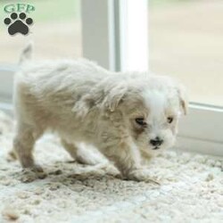 Arlo/Maltipoo									Puppy/Male	/7 Weeks,Our Maltipoo puppies will make the perfect addition to your family! They have calm and docile personalities and are absolutely adorable! Our children love to play with them and they get lots of cuddles and attention from them! 