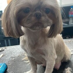 Lavender imperial shihtzus /Shih Tzu/Female/Sex: Mixed Litter,We have 1 girl available with lilac collar and 1 boy with red collar on. I own mum and dad .pups was born on 4th June. All ready to leave for new sofas on 30th July. Come with kc registered microchiped  1st needles full health  checked  by vet puppy pack. Can be see in our home with mum and dad.