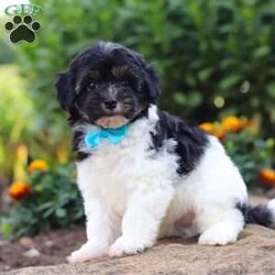 Joey/Havapoo									Puppy/Male	/8 Weeks,Hi, my name is Joey, and I’m an absolutely adorable Havapoo puppy with a sweet personality and a heart full of love! I’m a charming little companion who loves exploring new things, playing with my favorite toys, and soaking up all the attention I can get. I have a gentle nature, a happy spirit, and a lovable personality that makes me so special. With my soft, fluffy coat, adorable puppy eyes, and irresistible Havapoo charm, I’m sure to bring endless smiles, cuddles, and joy to my forever family. I’m a fun-loving pup who will make every day a little brighter with my playful energy and sweet affection!