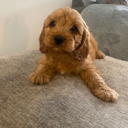 Adopt a dog:F1 Cavapoo puppies /Cavapoo/Female/Sex: Mixed Litter,Gorgeous  Cavapoo puppies  ready to leave for their new forever homes shortly..Mum is our Blenhiem cavalier She is a very intelligent loving mother  . Dad is a Pedigree Miniature poodle. dad is PRA CLEAR.The pups are already showing strong signs of being well adjusted, happy family pets,  They have plenty of love and attention from adults and children alike making them very sociable... perfect for a family We will only release the puppies with a clean bill of health which includes: **Vet health checked **Wormed **Treated for fleas **1st vaccination ,Vaccination record,microchipped and Help and support with your new family member will always be available. If you are interested or would like more information for any of these beautiful pups please get in touch.