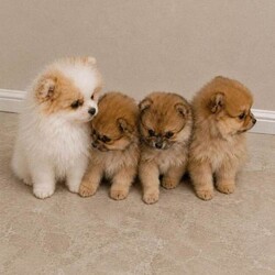 Pomeranian Puppies /Pomeranian/Female/Sex: Mixed Litter,We are delighted to announce our Pomeranian has had 4 healthy babys