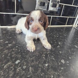 Cocker spaniels /Cocker Spaniel/Female/Sex: Female,I have 4 girls chocolate white tricolour black white tricolour will be microchipped flead wormed good homes only 