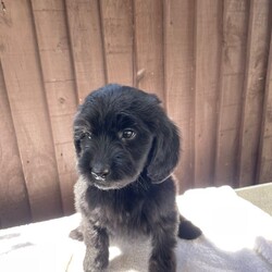 Beautiful Cocker poo/Cockapoo/Female/Sex: Mixed Litter,we have a beautiful litter of cockapoo puppies waiting for there for homes we have  three  girls Mum and dad-can both be seen. They are family pets  puppies will be microchip  wormed    and treated for fleas They are very friendly and very playful. Used to all household noises and children and cats if you would like any more information, please contact us.