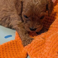 Stunning extensively health tested F1 cavapoos/Cavapoo/Female/Sex: Mixed Litter,We are proud to announce the arrival of our stunning extensively health tested F1 Cavapoo puppies.