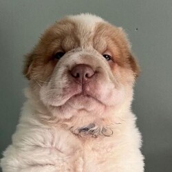 Adopt a dog:Beautiful flower bearcoat shar pei kc reg /Shar Pei/Female/Sex: Mixed Litter,Millie and Barney have had a stunning litter of 7 flower bear coat shar pei .