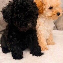Adopt a dog:Toy poodle puppies /Toy Poodle/Female/Sex: Mixed Litter,Our beautiful Toy Poodle has welcomed a stunning litter of healthy puppies, and they are now ready to find their forever families.