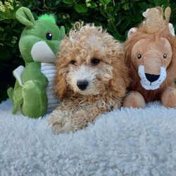 Adopt a dog:Exceptional F1 Cavapoo Puppies /Cavapoo/Female/Sex: Male,Our stunning litter of all male Cavapoo puppies are ready to leave for their new families (04-07-26). Mum is our family loved pet   Dora and Dad is King Charles Cavalier CHASE who is extensively health tested Clear    each puppy has its own unique personality and will leave with individual health certificates and first vaccine.  All puppies are well socialised and have been getting along with our neighbours two cats. We will add all new owners to a WhatsApp group so that we can keep in touch and watch them all grow together.