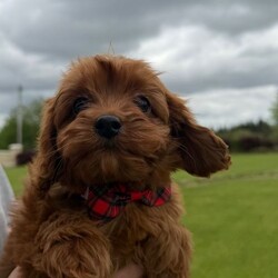 Cavapoo pups for sale/Cavapoo/Female/Sex: Mixed Litter,4 gorgeous Cavapoo pups ready for a new adventure. Pups have been vaccinated and microchipped and vet checked and are perfectly healthy. Mum can be seen in picture she is a ruby cavalier and dad is a red toy poodle. 