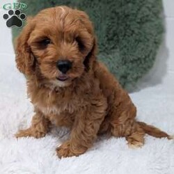Champ/Cavapoo									Puppy/Male	/11 Weeks,Hi meet champ! I love being a couch potato but also loving played with. I checked out well at my vet visit. Any questions feel free to call or text !