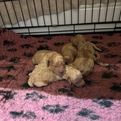 Adopt a dog:Beautiful Golden Cockapoo Puppies /Cockapoo/Female/Sex: Mixed Litter,We have a stunning litter of red/golden Cockapoo puppies looking for their forever homes. There are 3 boys and 1 girl available. ONE BOY AVAILABLE!