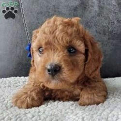 Bentley/Cavapoo									Puppy/Male	/7 Weeks,Meet sweet lil Bentley!! Family raised with lots of love well socialized with children and adults caring heart who will always be there comforting you with lots of love!! We have 3 children so our fur-babies get lots of attention! To schedule a visit contact Susan, im a at home mom so im pretty available! You would get along vet certificate, microchip numbers, health records, warranty that’s good for up to 1 year and a lil baggy food! 