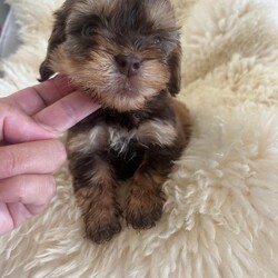 Adopt a dog:Cockapoo puppies for sale one boy left !/Cockapoo/Female/Sex: Mixed Litter,Have a stunning litter of miniature cocker poo puppies for sale boys and girls available dad is a miniature poodle he is pra tested clear extensive testing what are all clear mum is a cocker spaniel who is very love in and great with kids our family pet pups have been use to kids at a young age flead and wormed up to date are also microchipped  one boy left on main cover only .
