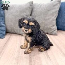 Pepper/Cockapoo									Puppy/Male	/8 Weeks,Meet Pepper! Outgoing, inquisitive, playful and full of fun! Pepper is quite the little guy. Always the one to try out new things. Pepper is very intelligent and quick to comprehend. Sure to steal your heart!