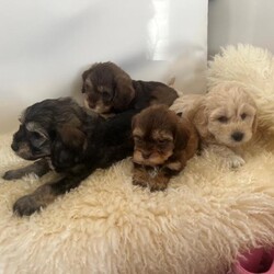 Adopt a dog:Cockapoo puppies for sale one boy left !/Cockapoo/Female/Sex: Mixed Litter,Have a stunning litter of miniature cocker poo puppies for sale boys and girls available dad is a miniature poodle he is pra tested clear extensive testing what are all clear mum is a cocker spaniel who is very love in and great with kids our family pet pups have been use to kids at a young age flead and wormed up to date are also microchipped  one boy left on main cover only .