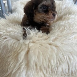 Adopt a dog:Cockapoo puppies for sale one boy left !/Cockapoo/Female/Sex: Mixed Litter,Have a stunning litter of miniature cocker poo puppies for sale boys and girls available dad is a miniature poodle he is pra tested clear extensive testing what are all clear mum is a cocker spaniel who is very love in and great with kids our family pet pups have been use to kids at a young age flead and wormed up to date are also microchipped  one boy left on main cover only .
