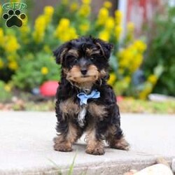 Charlie/Yorkie Poo									Puppy/Male	/11 Weeks,Hi, my name is Charlie, and I’m an adorable little Yorkie Poo puppy with a big personality packed into my tiny size! I love spending my days playing with toys, exploring everything around me, and then curling up beside my favorite people for lots of cuddles. I’m a happy, affectionate little guy who enjoys making new friends and would love nothing more than to become your loyal companion. Whether we’re going on adventures together or relaxing at home, I’ll be right by your side with my sweet nature and loving heart.
