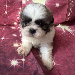 Jordan/Shih Tzu									Puppy/Male	/7 Weeks,Meet our adorable brown and white male Shih Tzu puppy! He has a soft, fluffy coat, a sweet personality, and loves to play and cuddle. He’s curious, friendly, and enjoys exploring before curling up for a nap. Raised with love, he’s becoming more social every day and is looking for a caring forever home where he’ll receive plenty of attention and affection. This little guy is sure to bring lots of joy, laughter, and companionship to his new family.