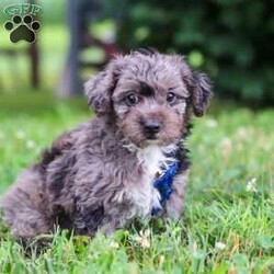 Jasmine/Yorkie Poo									Puppy/Male	/9 Weeks,Hi, my name is Jasmine, and I’m an absolutely adorable Yorkipoo puppy with a sweet personality and a heart full of love! I’m a happy little companion who loves discovering new places, learning fun things, and sharing every adventure with the people around me. Whether I’m chasing a toy, snuggling up for cuddles, or simply brightening your day with my playful personality, I’m always happiest when I’m surrounded by love. With my soft, fluffy coat, expressive puppy eyes, and irresistible Yorkipoo charm, I’m sure to capture your heart from the very first moment we meet. I can’t wait to fill my forever home with unconditional love, joyful memories, and plenty of puppy kisses!