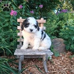 Chief/Mini Bernedoodle									Puppy/Male	/May 19th, 2026,Meet our sweet natured friendly Lil Bernedoodles. They are well socialized by our children who take them all over the farm! Be it on wagon rides, stroller d rides or even nap time!!
