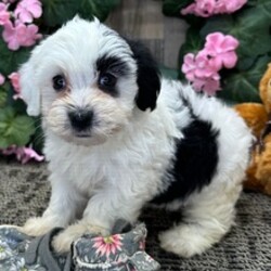 Pixel/Havanese/Female/June 5, 2026