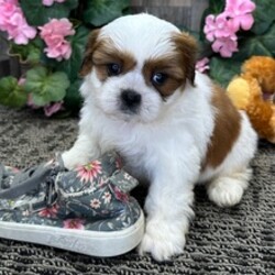 Kelsi/Shih Tzu/Female/June 7, 2026