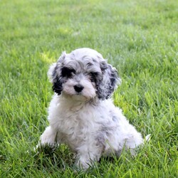Sprinkles/Cockapoo									Puppy/Female	/May 29th, 2026