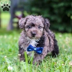Jasmine/Yorkie Poo									Puppy/Male	/9 Weeks,Hi, my name is Jasmine, and I’m an absolutely adorable Yorkipoo puppy with a sweet personality and a heart full of love! I’m a happy little companion who loves discovering new places, learning fun things, and sharing every adventure with the people around me. Whether I’m chasing a toy, snuggling up for cuddles, or simply brightening your day with my playful personality, I’m always happiest when I’m surrounded by love. With my soft, fluffy coat, expressive puppy eyes, and irresistible Yorkipoo charm, I’m sure to capture your heart from the very first moment we meet. I can’t wait to fill my forever home with unconditional love, joyful memories, and plenty of puppy kisses!