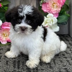 Isabell/Havanese/Female/May 4, 2026